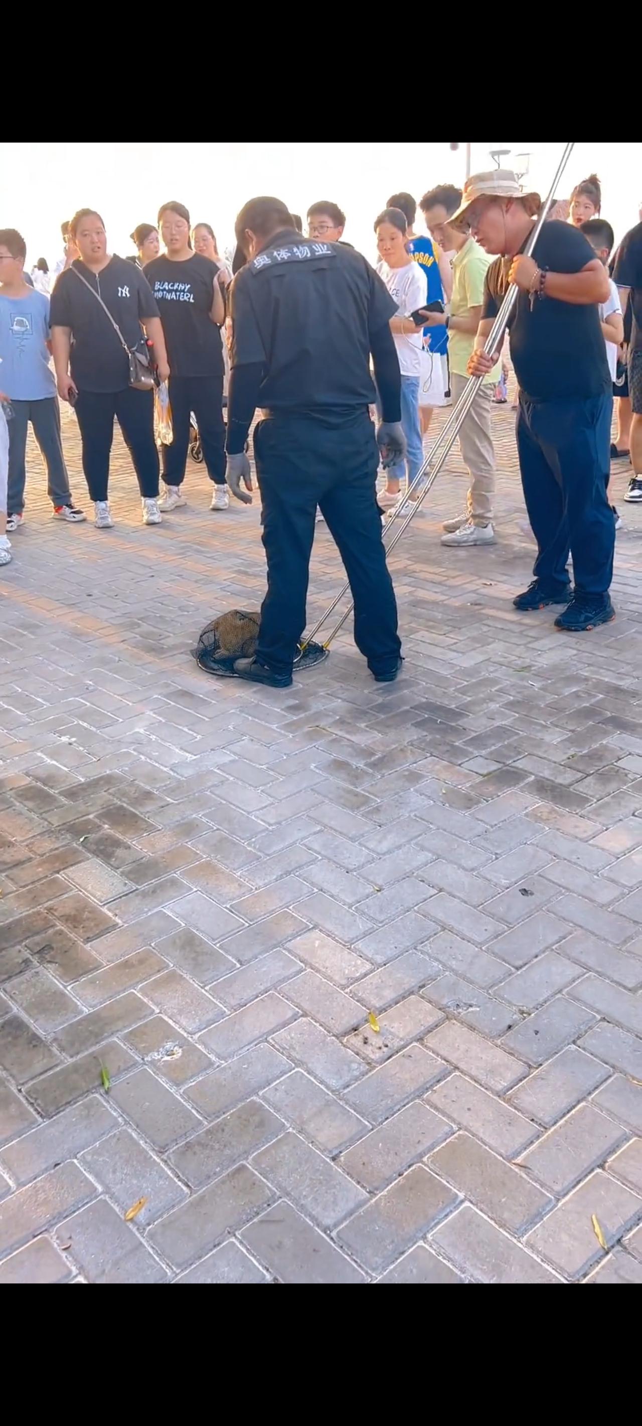 有游客投诉在一处景区附近的台阶上，竟然有流浪猫咬伤了小朋友，接到投诉以后管辖的物