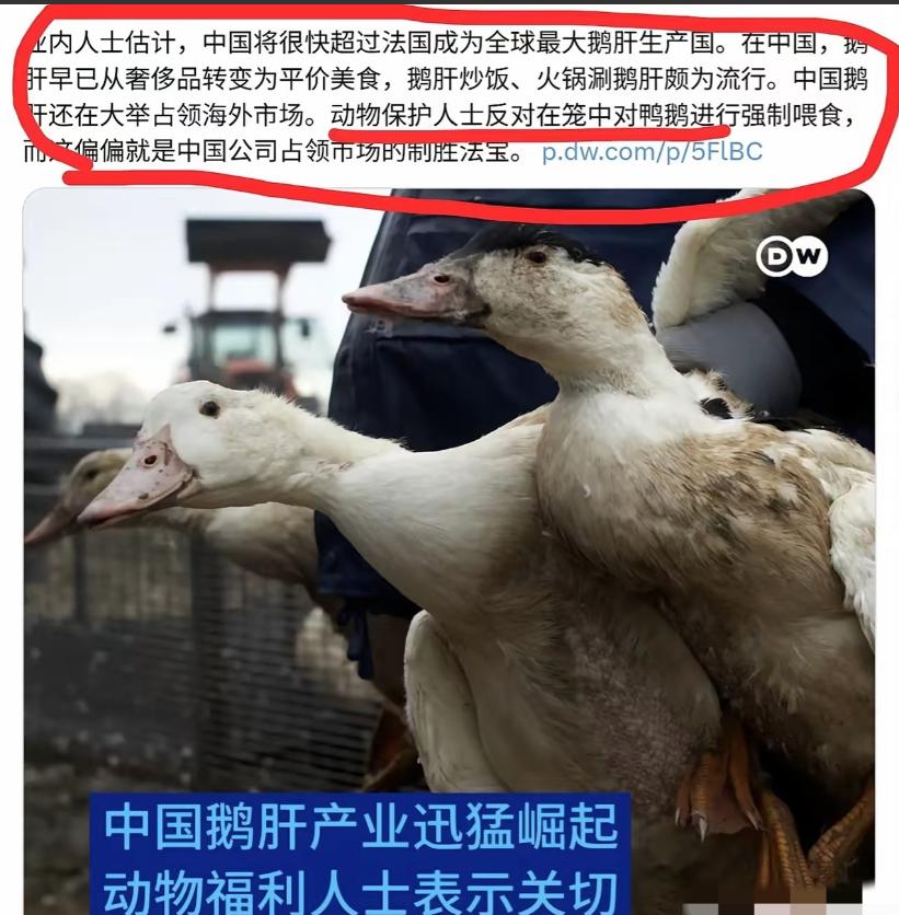 当中国鹅肝生产超过法国后，欧洲的动保组织坐不住了，开始反对我们强制喂食鹅了，其实