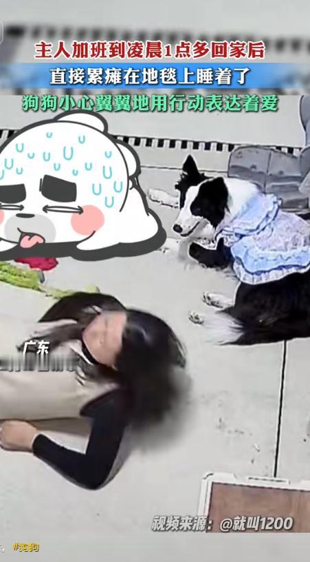 “这狗比我老公都强！”广东女子在连续加班到凌晨后，回到家累得直接在客厅地板上睡着