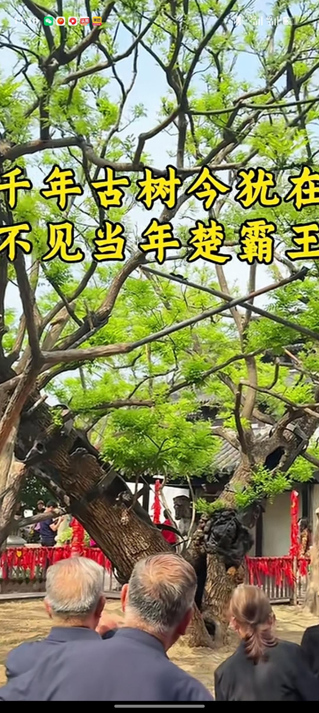项羽当年种下的树，历经两千年风雨仍在。它主干虽已枯死，只剩烂木，但树根不死，一茬