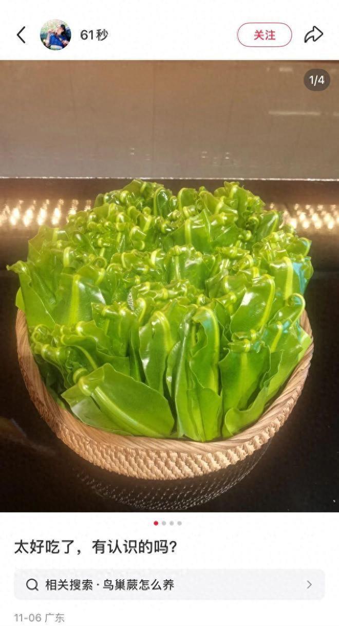 50一斤的网红菜竟是云南人的绿化带？！近日，一位网友在品尝一道爽口青菜后，将