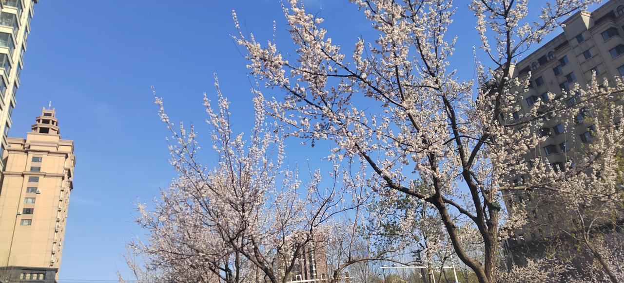 今天中午我买几根黄瓜还有一颗大头菜。妻子看到了，又开始了她的模式，就是各种意见。