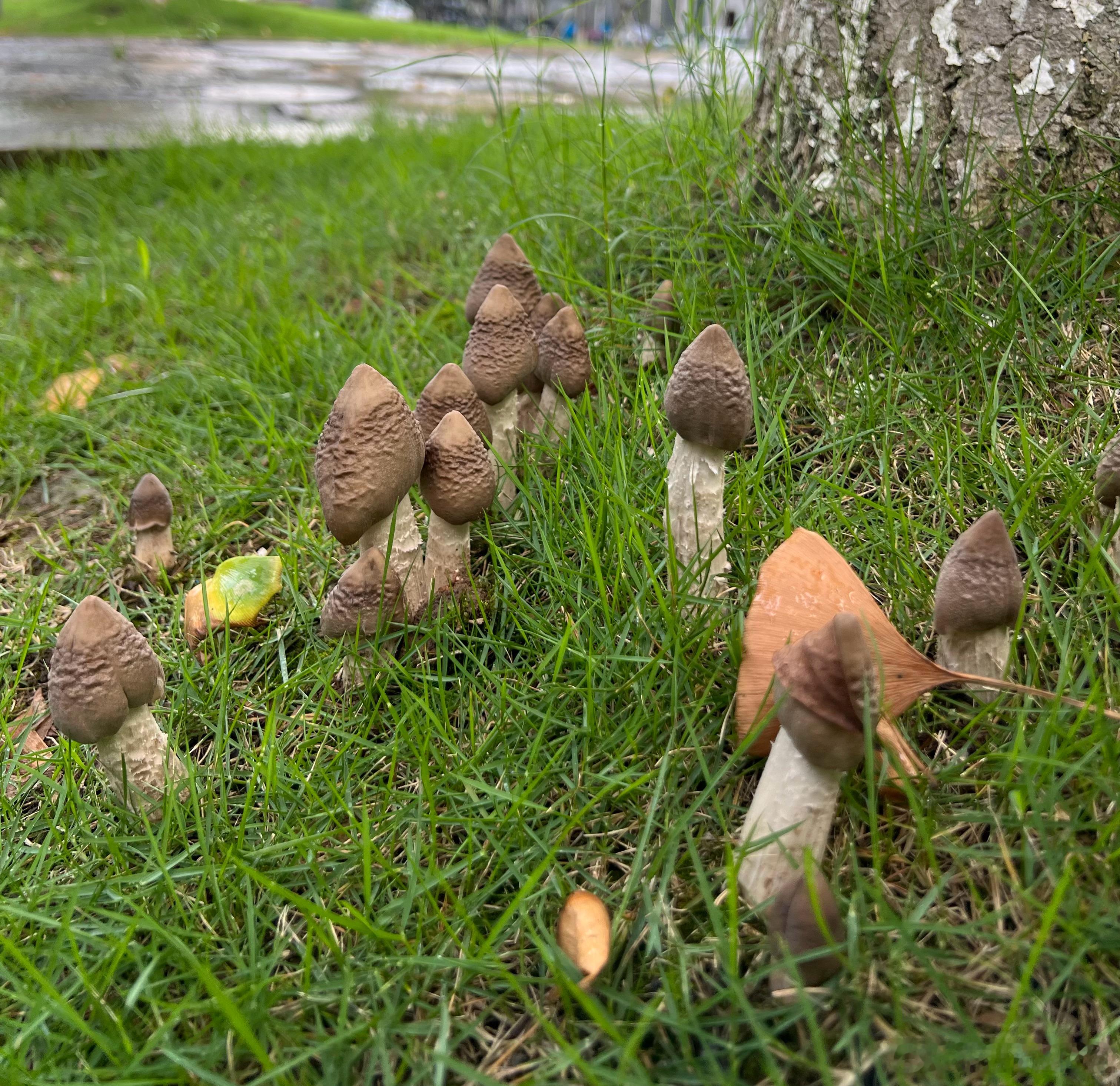 看到这一堆蘑菇我就想到了那个画面。有一种想每个都坐一遍的冲动，​​