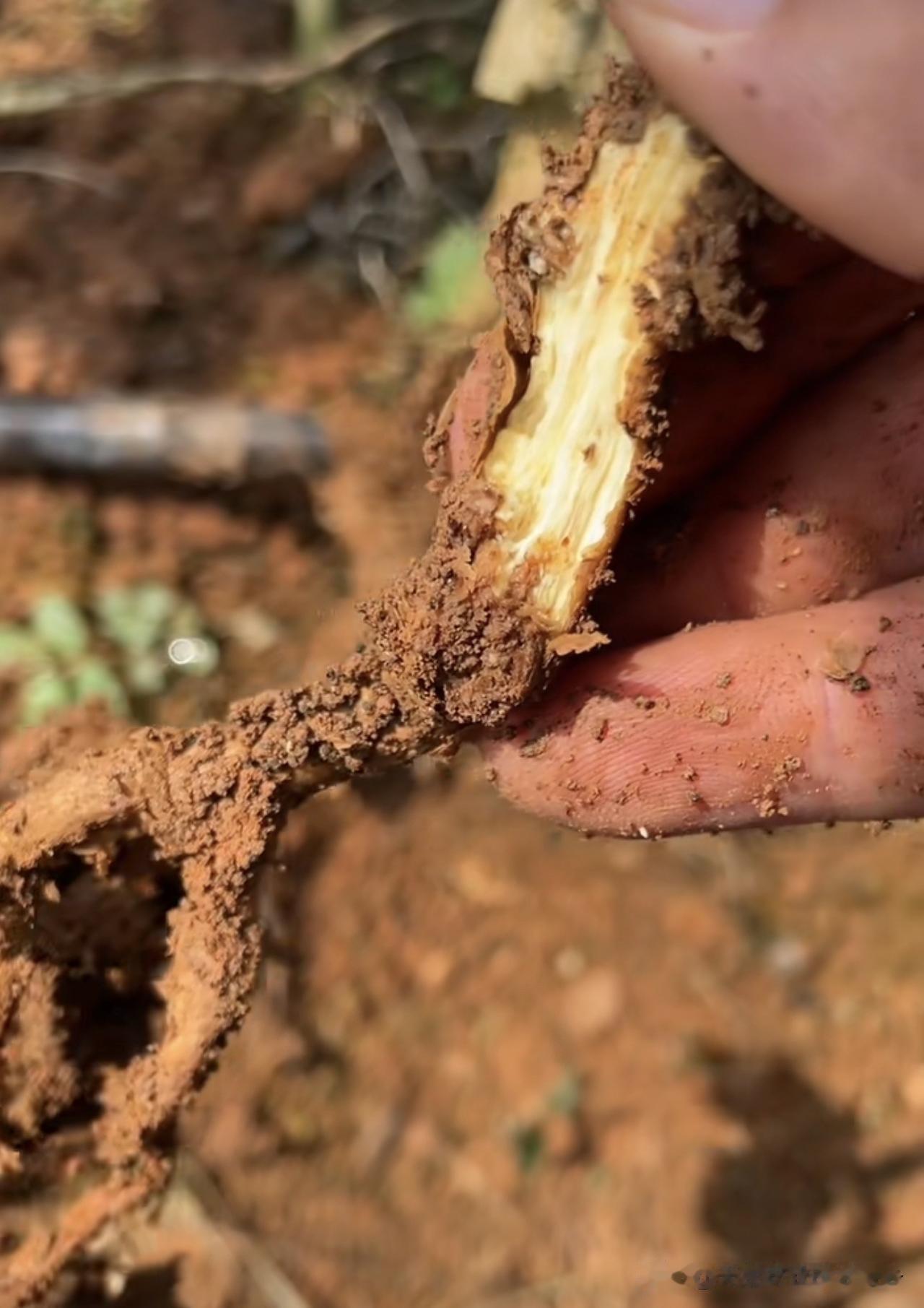 改良土壤使用黄腐酸钾有用吗?改良土壤使用黄腐酸钾具备显著作用，它是应用广泛的土壤