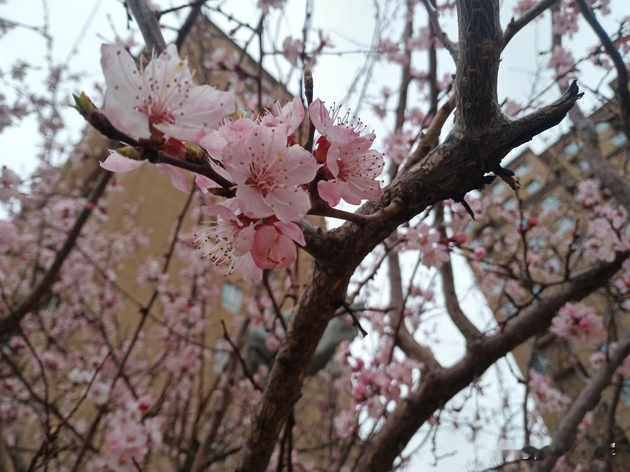 开药又到开药的日子，这安眠药每次只能开一盒，吃没了就得去医院。每次都是老伴领