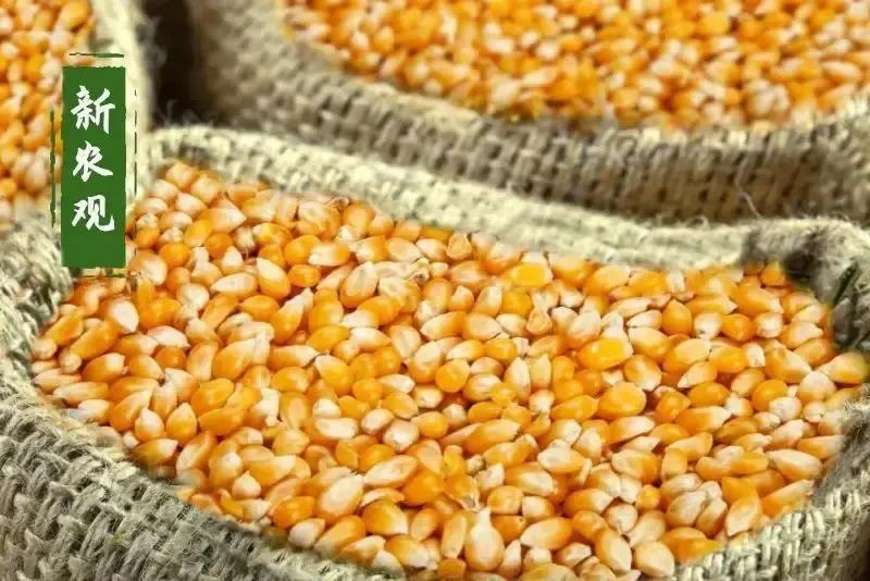最近玉米市场真是让人摸不着头脑！前脚北方玉米价格还在一路走低，让不少种植户心里打