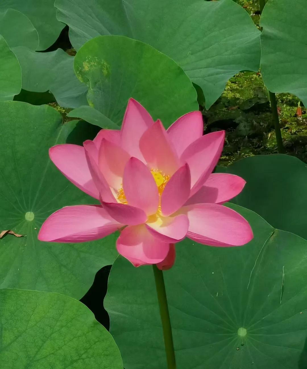 广西出了一个亮证姐，一下给那边的文旅和帽子叔叔带来极大压力。你说谁出门遇上这种事