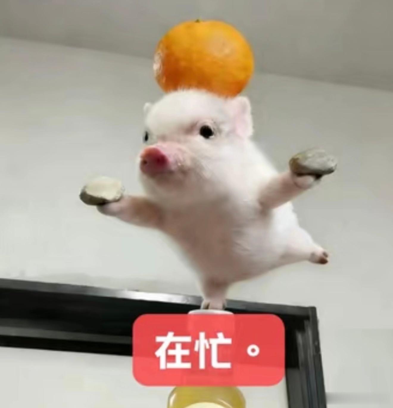 彼岸花的种植方法一、土壤要求：彼岸花适宜生长在疏松、肥沃、排水良好的酸性土壤中，