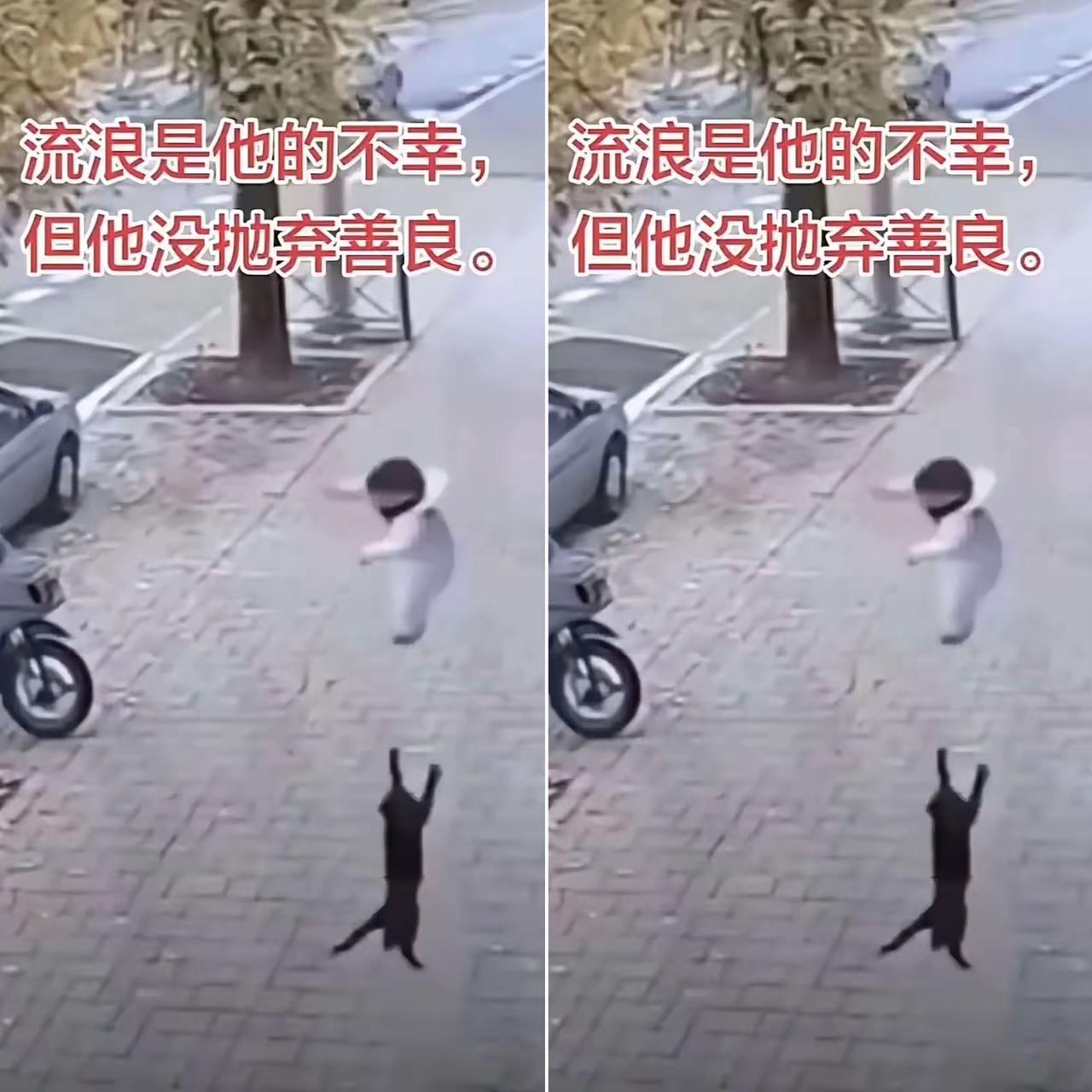 万物皆有灵！杭州这只流浪黑猫，用一跃暖哭全网，也让很多人重新读懂善良。