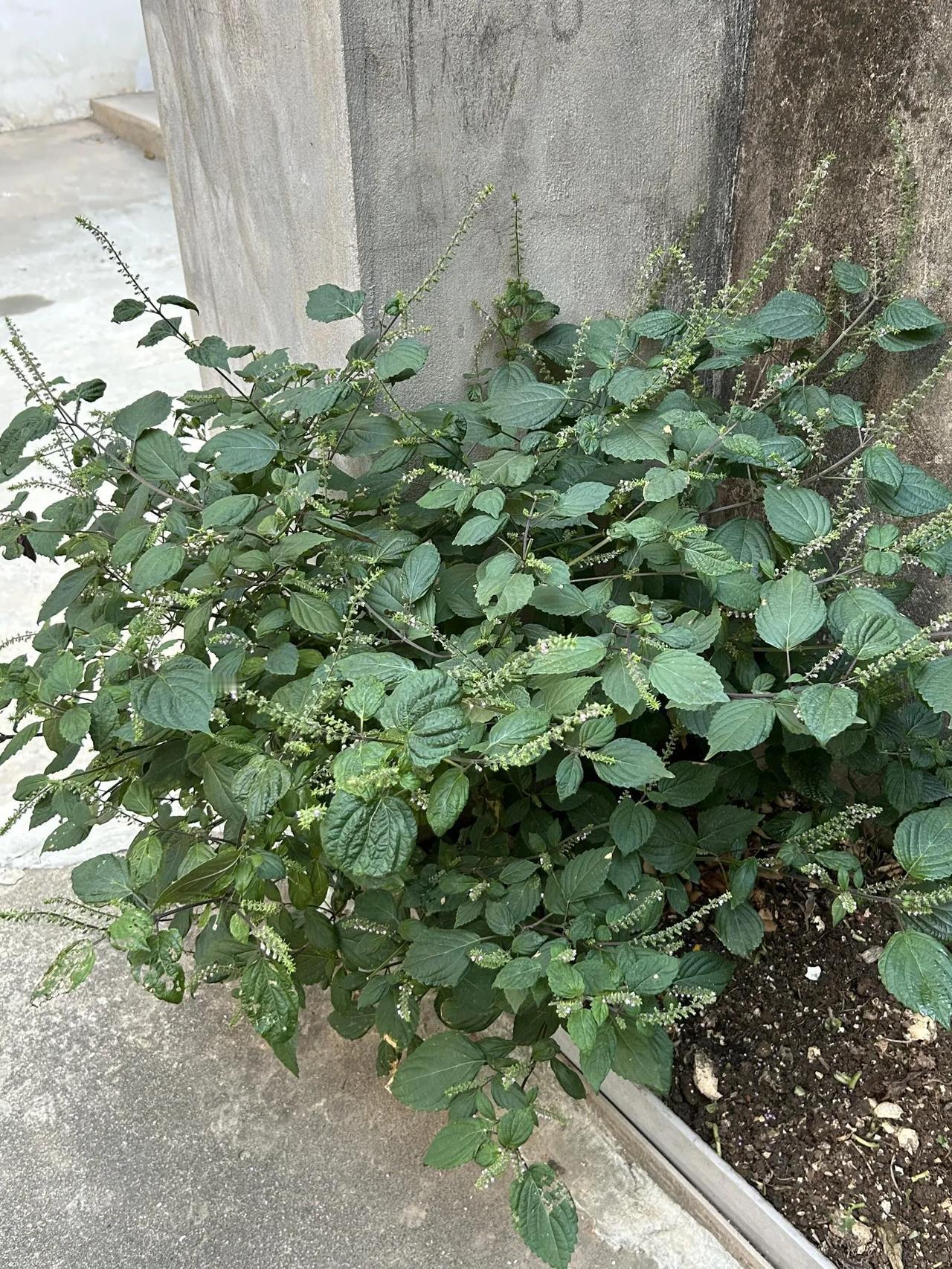 外婆去世了7年，种的紫苏越长越茂盛外婆生前就喜欢种菜、种地、养家禽，是中国农村