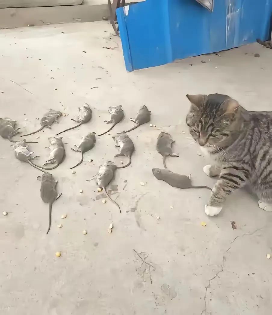 一女子收养了一只可怜的流浪猫这猫怕被抛弃，整夜抓老鼠摆门口表忠心。我见过太多实