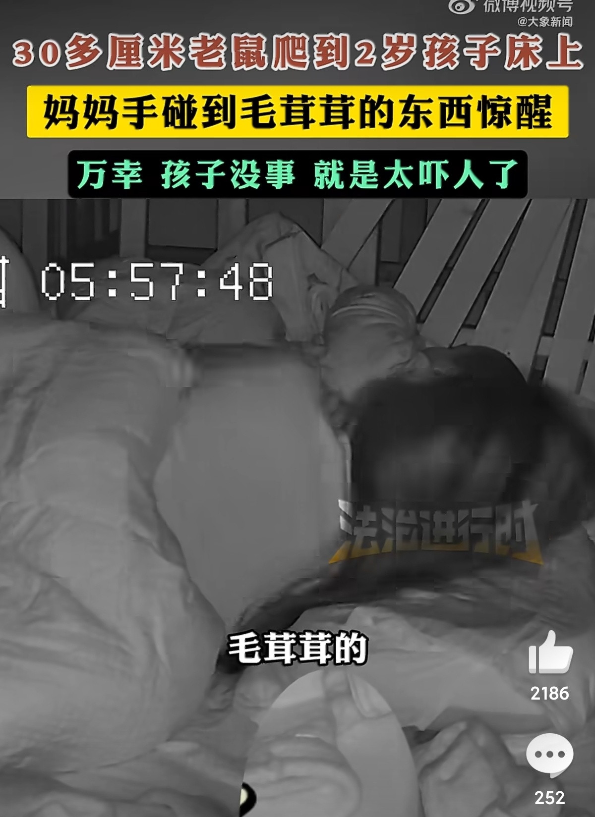 要是我，今晚就把房子让给老鼠了，真的太可怕了