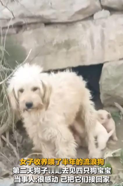 “太有灵性了！”河南，女子一直投喂流浪狗，看狗子怀孕了，就开玩笑说了句“能不能以