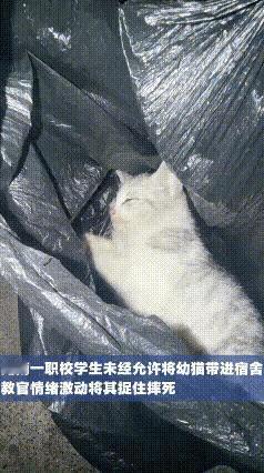 湖南一高校，男生未经允许将幼猫带进宿舍，教官在查寝室要求将猫处理好，男生解释第二