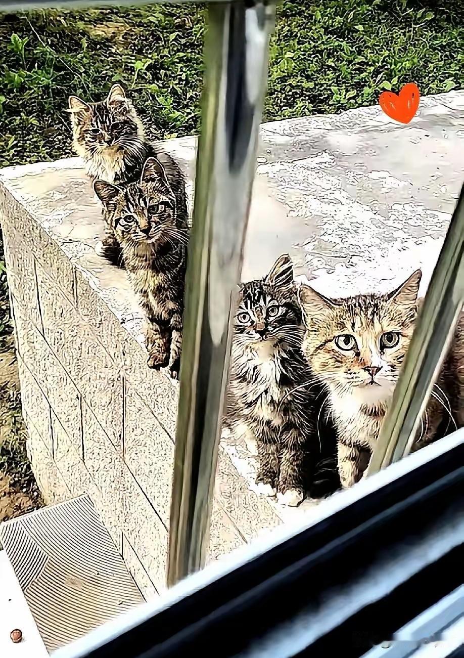 谁懂啊！喂两次火腿肠，被猫一家四口“堵门”求收养网友最近彻底被一群“毛孩子