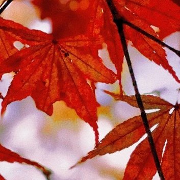 种植🍁枫树种植方法一、温度适宜枫树喜欢生长在温暖的环境下，温度在15-30℃