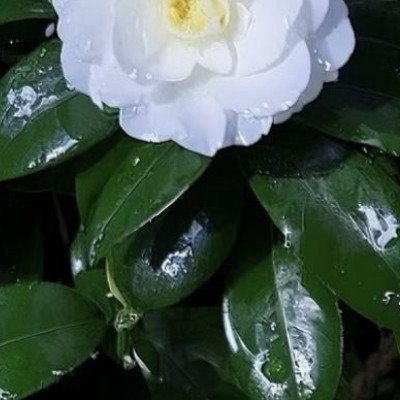 1400山茶花的种植方法一、选苗与土壤：选择健康、无病虫害的山茶花苗木，土壤要求