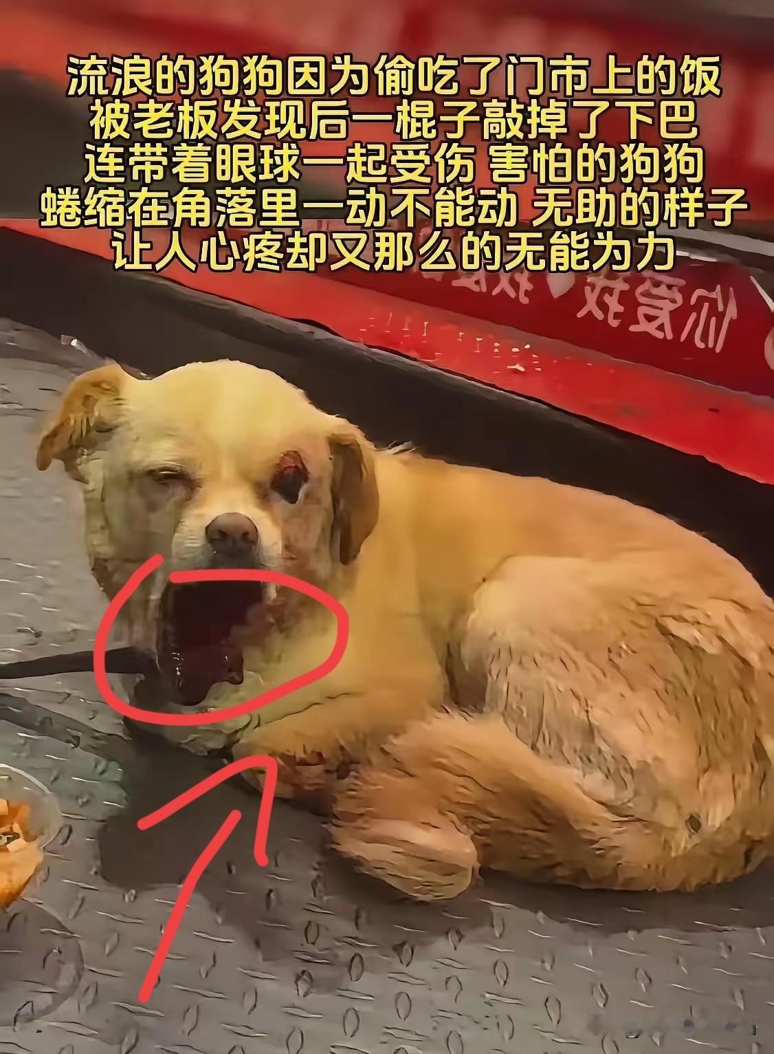 流浪的狗狗因为偷吃了门市上的饭被老板发现后一棍子敲掉了下巴连带着眼球一起受伤害