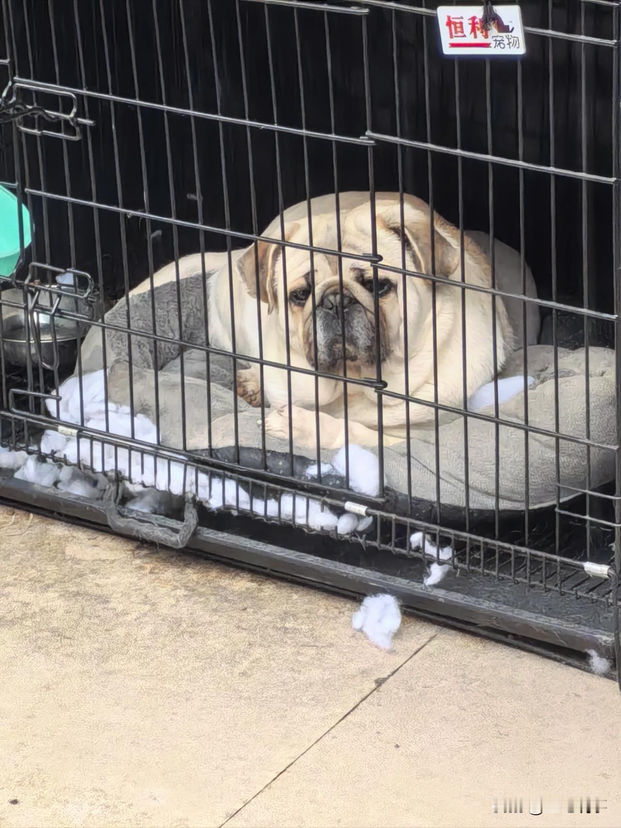 这狗太惨了，天天路过时都看到被怪关在笼子里面，这一看就没怎么运动，没机会运动啊，