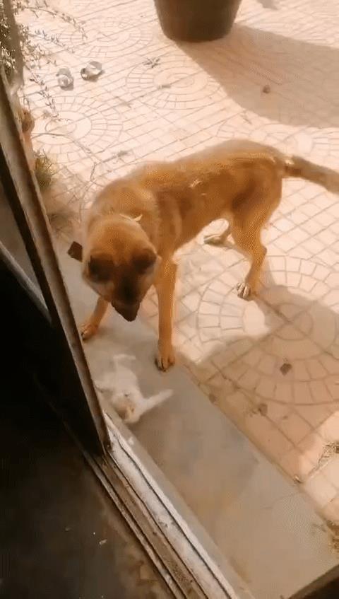 狗狗和猫咪打起来了，场面颇为激烈！
