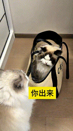 这视频我看了好几遍家里这两只布偶猫，就因为一个小包搁这儿干仗嘞。里边那只在兜