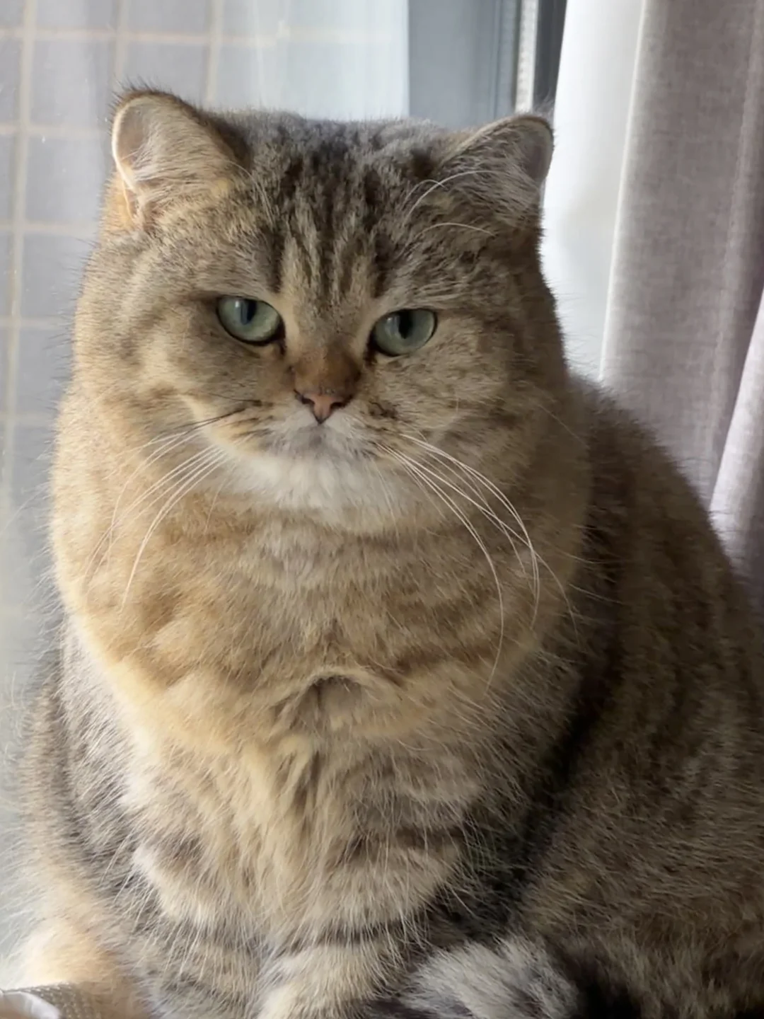 真真真 好喜欢冬天的猫猫