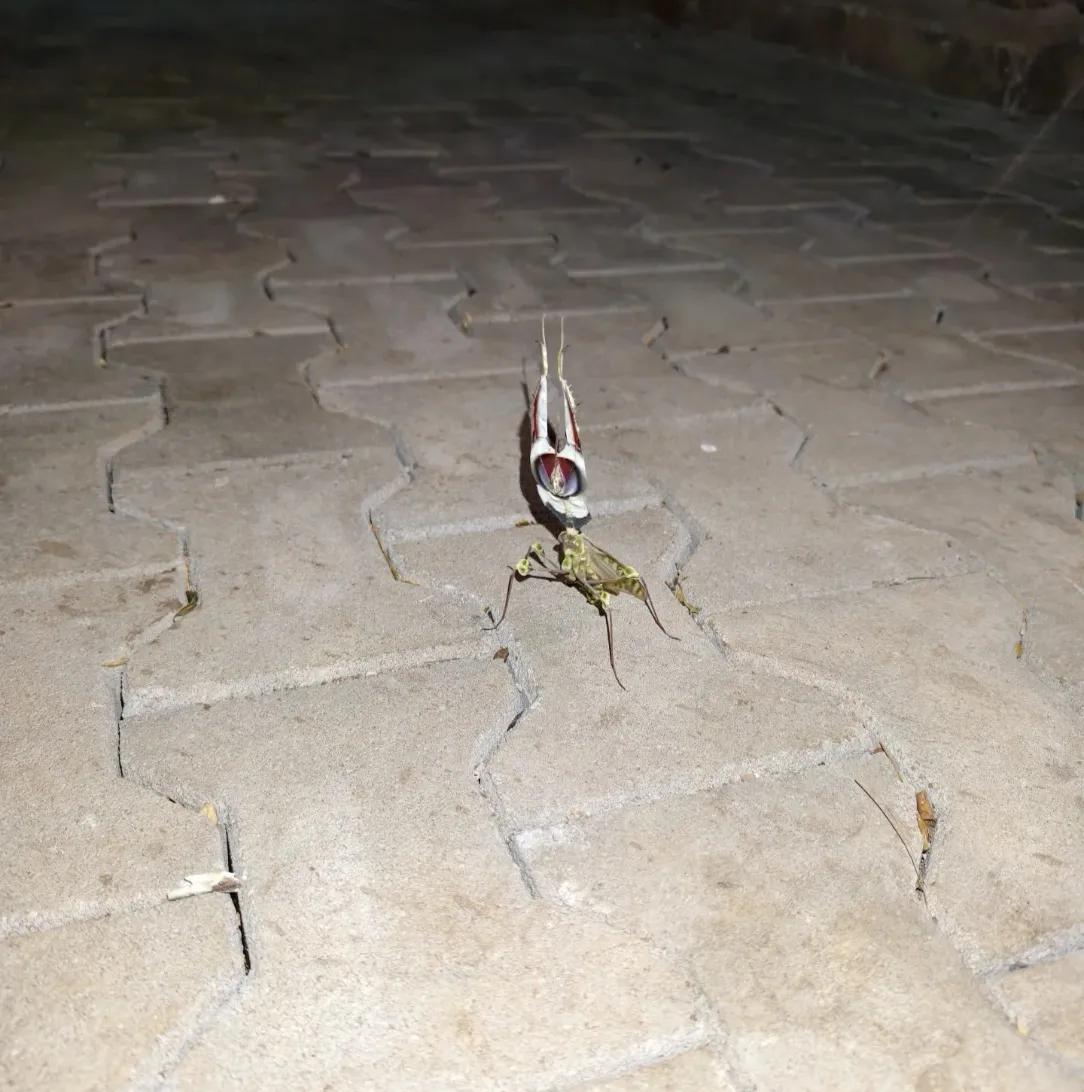 夜里散步偶遇颜值超高的昆虫。张开翅膀瞬间，花纹华丽又霸气，仿佛戴上精致的头冠。以