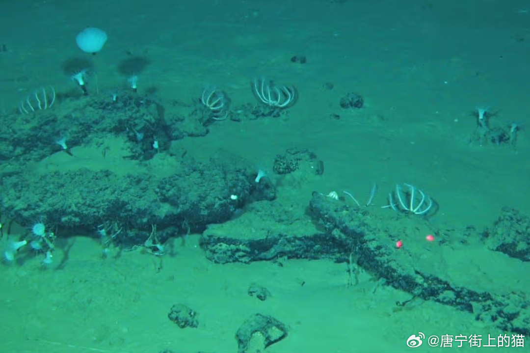 【海底七千米深处，绵延千里藏着整片鲸鱼坟场】你敢相信吗？在印度洋底下七公里深处，