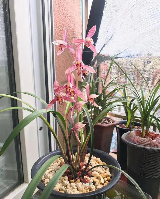 兰花：藏在家里的诗意与风骨从户外回到家中，最能治愈人心的，往往是一盆静静绽