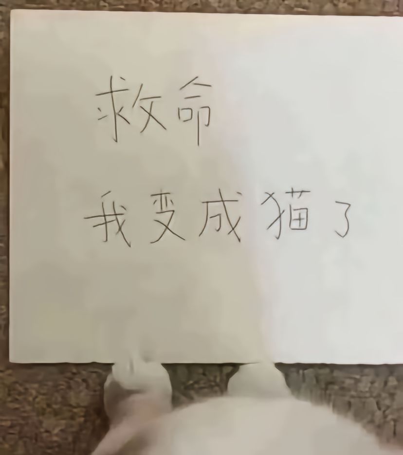 小猫