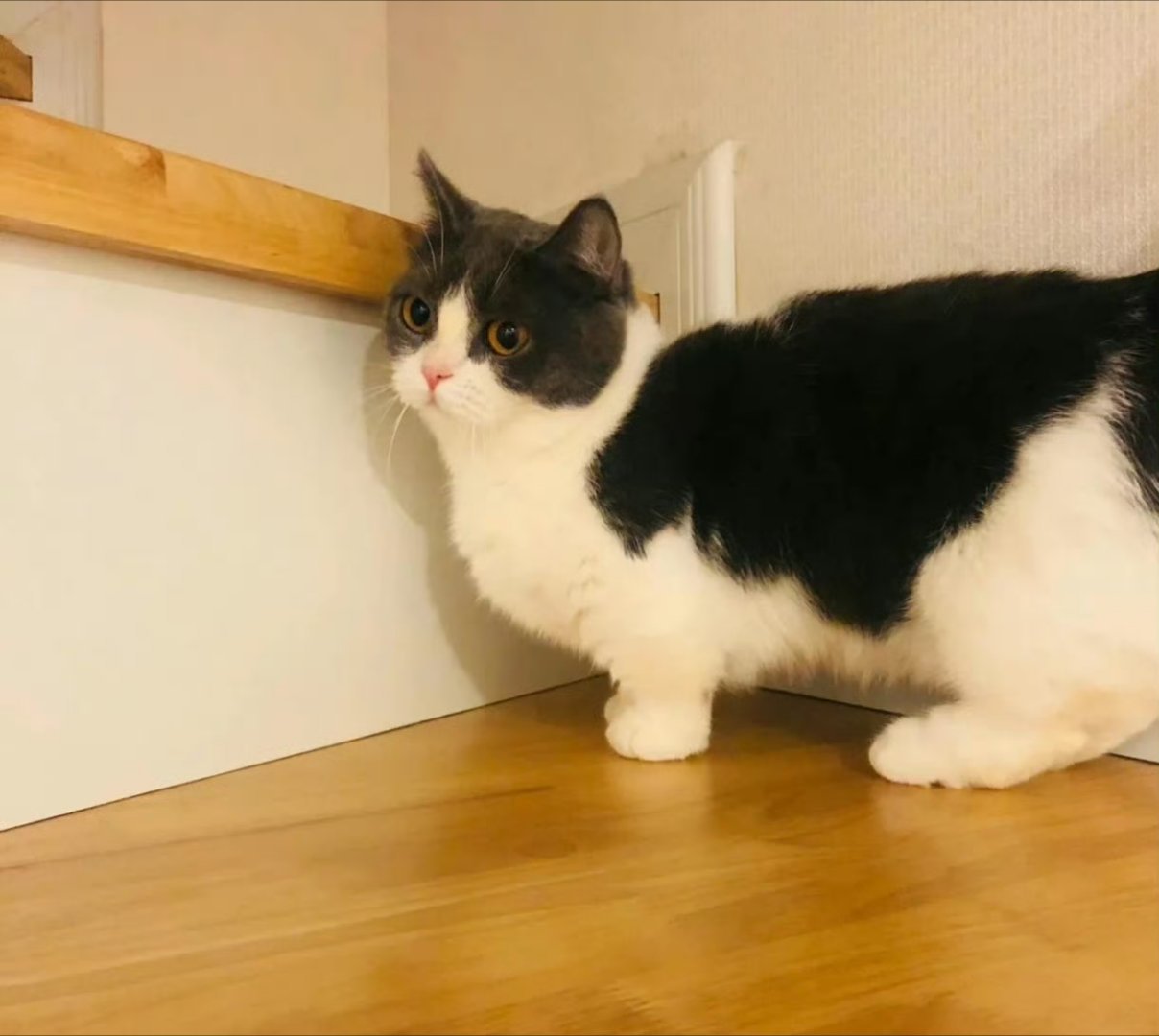 哈哈还是会笑，没有楼梯高的坚果儿