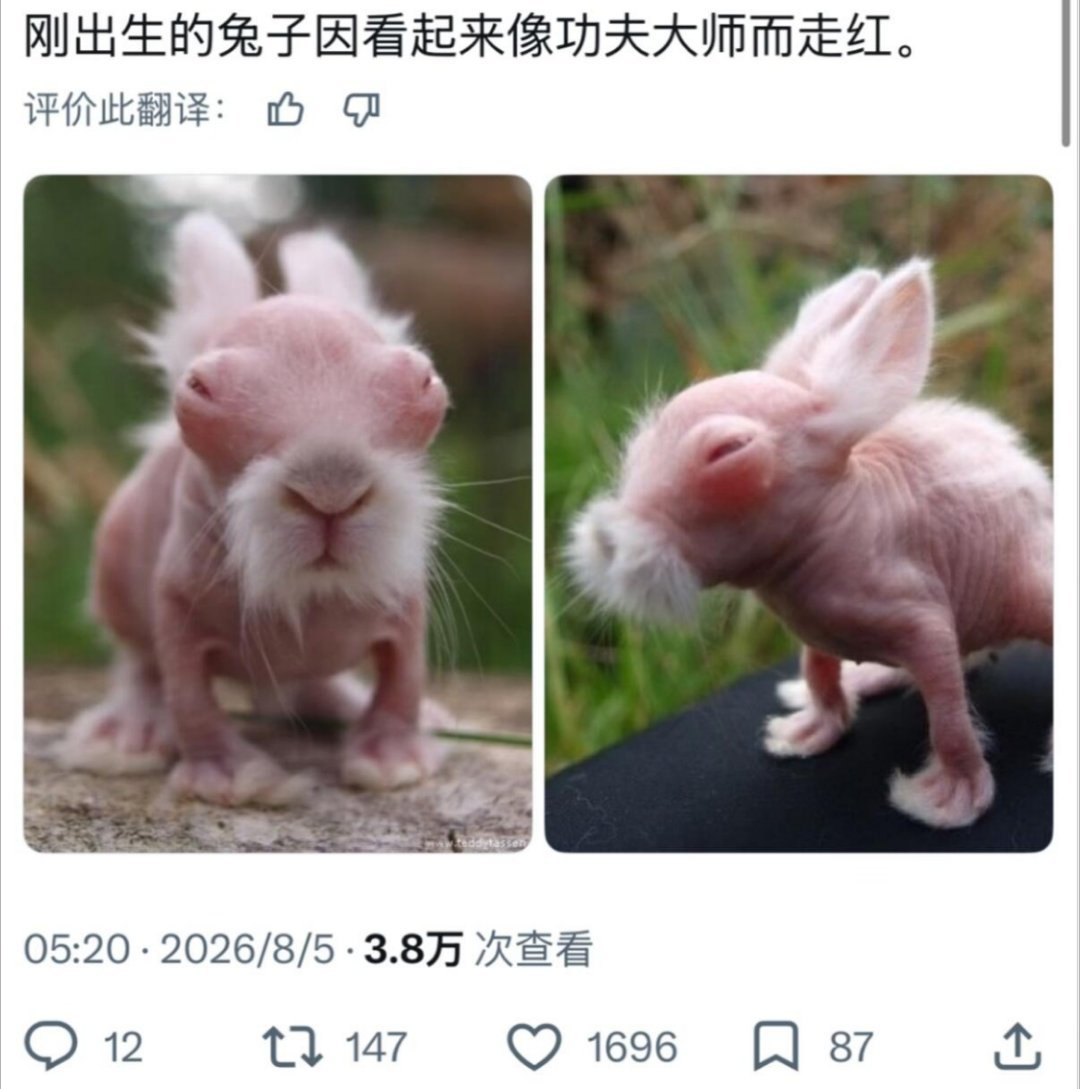 我上网就是为了看奇奇怪怪的小动物的