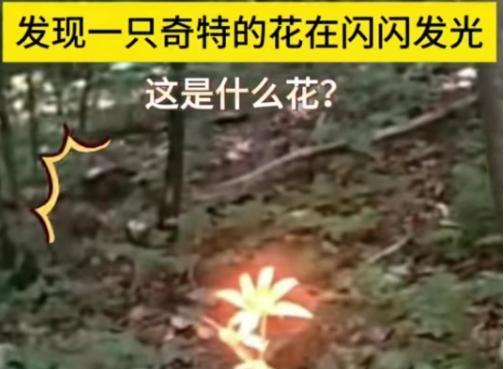 “太震撼了！”1月20日，海南一女子在山上发现了一朵会发光的花，女子觉得有些不可