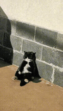 我家的猫咪尿湿了沙发被我吵了几句就离家出走了，我找了一个多星期才找到它。这家伙一