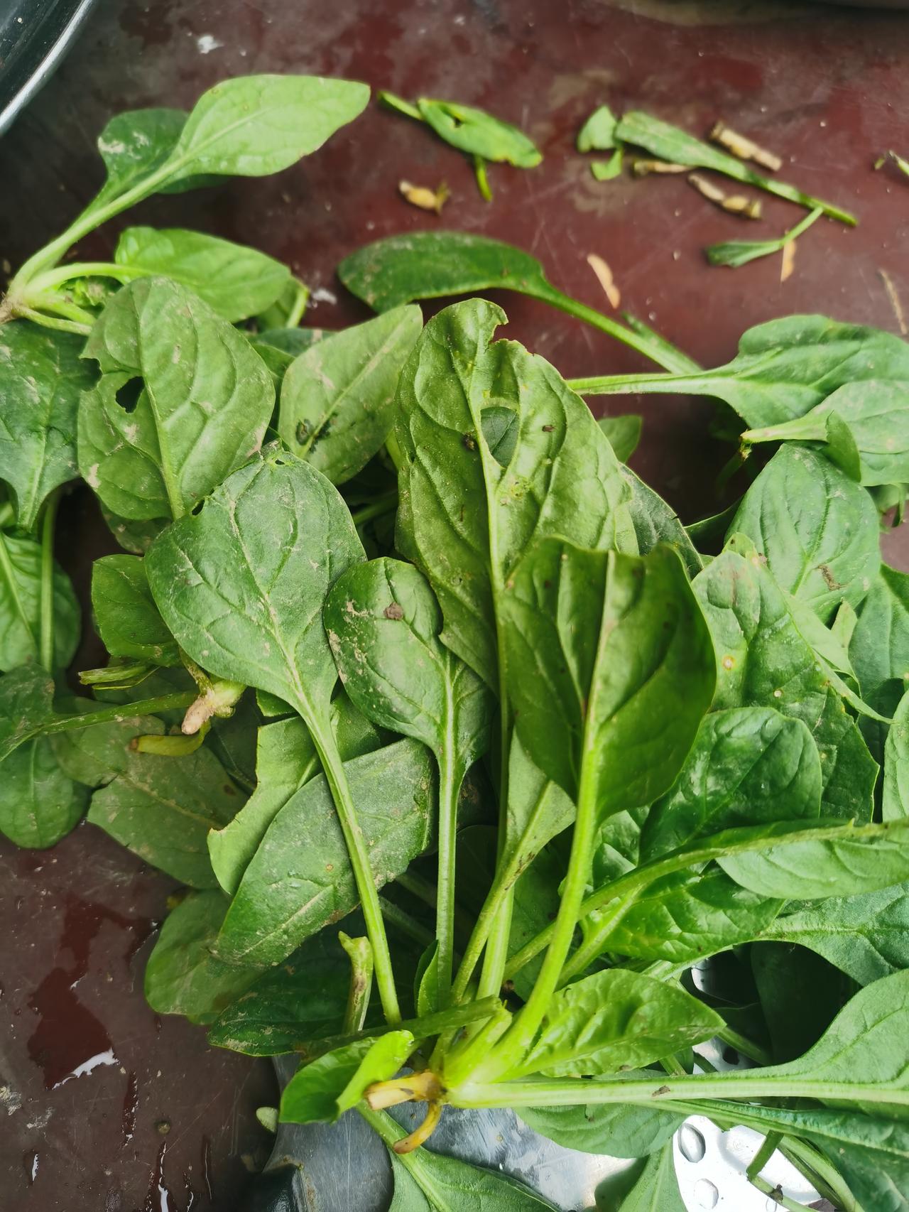 大伙看看，这菠菜12块钱一斤，怎么样？老板说是纯天然绿色无污染
