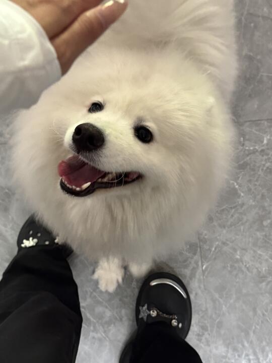 漂亮小狗