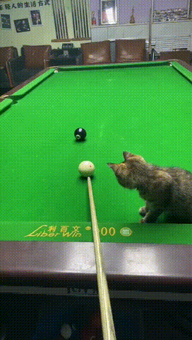 客人：这包进的吗？猫老板：包的包的！