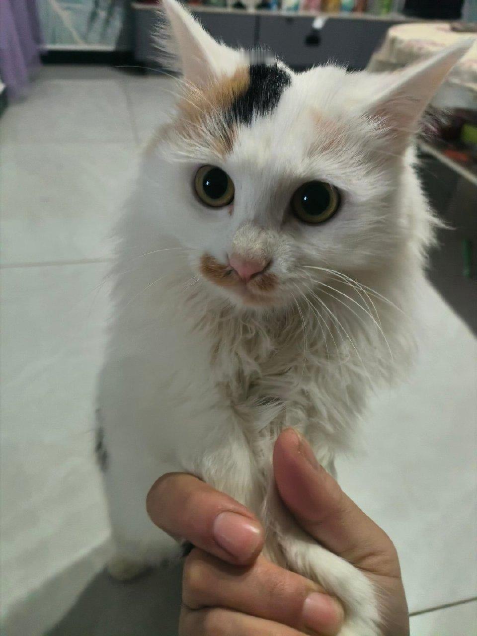 猫咪三花，我想你了！你到底去哪里了啊？当你的猫是一只社恐猫猫第一次被鱼揍了在