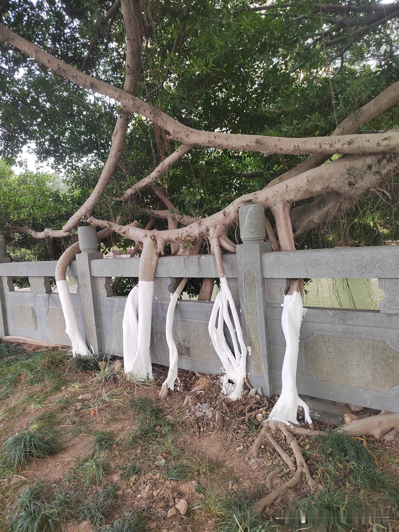 上网查了查，才知道榕树被称为“杀手”，一方面是在自然界的生存竞争中，它通过绞杀其