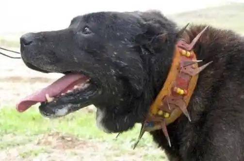 一位藏区牧民告诉我，90%的人不知道，在牧羊犬脖子上套上防狼项圈，狼群就不敢招惹