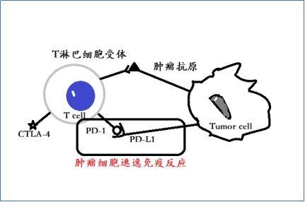 肺癌会不会遗传？一句话结论肺癌不直接遗传，但有明显的家族遗传倾向（遗传易感性）