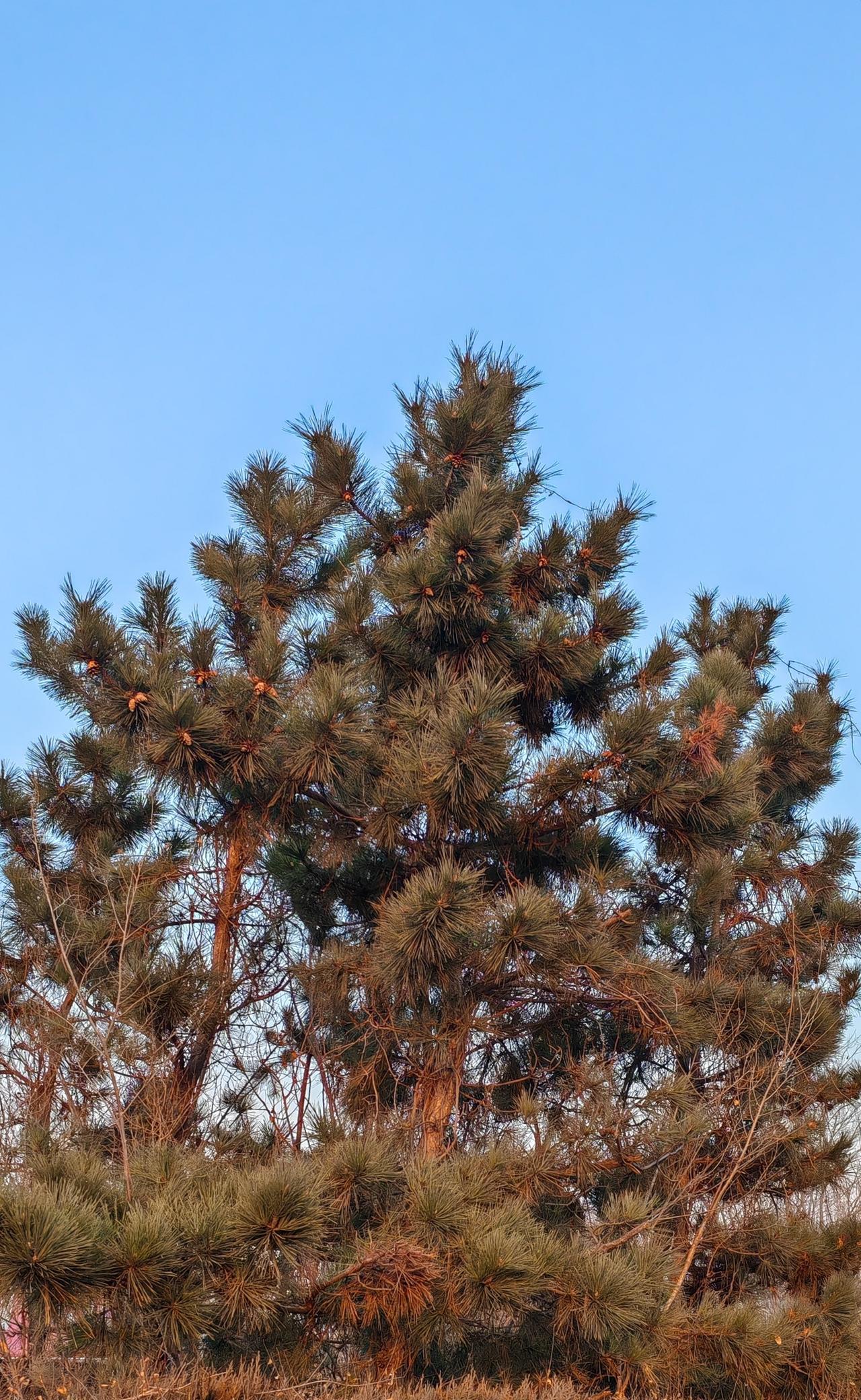 一簇松树，在冬天格外显眼，远远就看到那么一步绿。为寒冷的冬天增加一点生机。