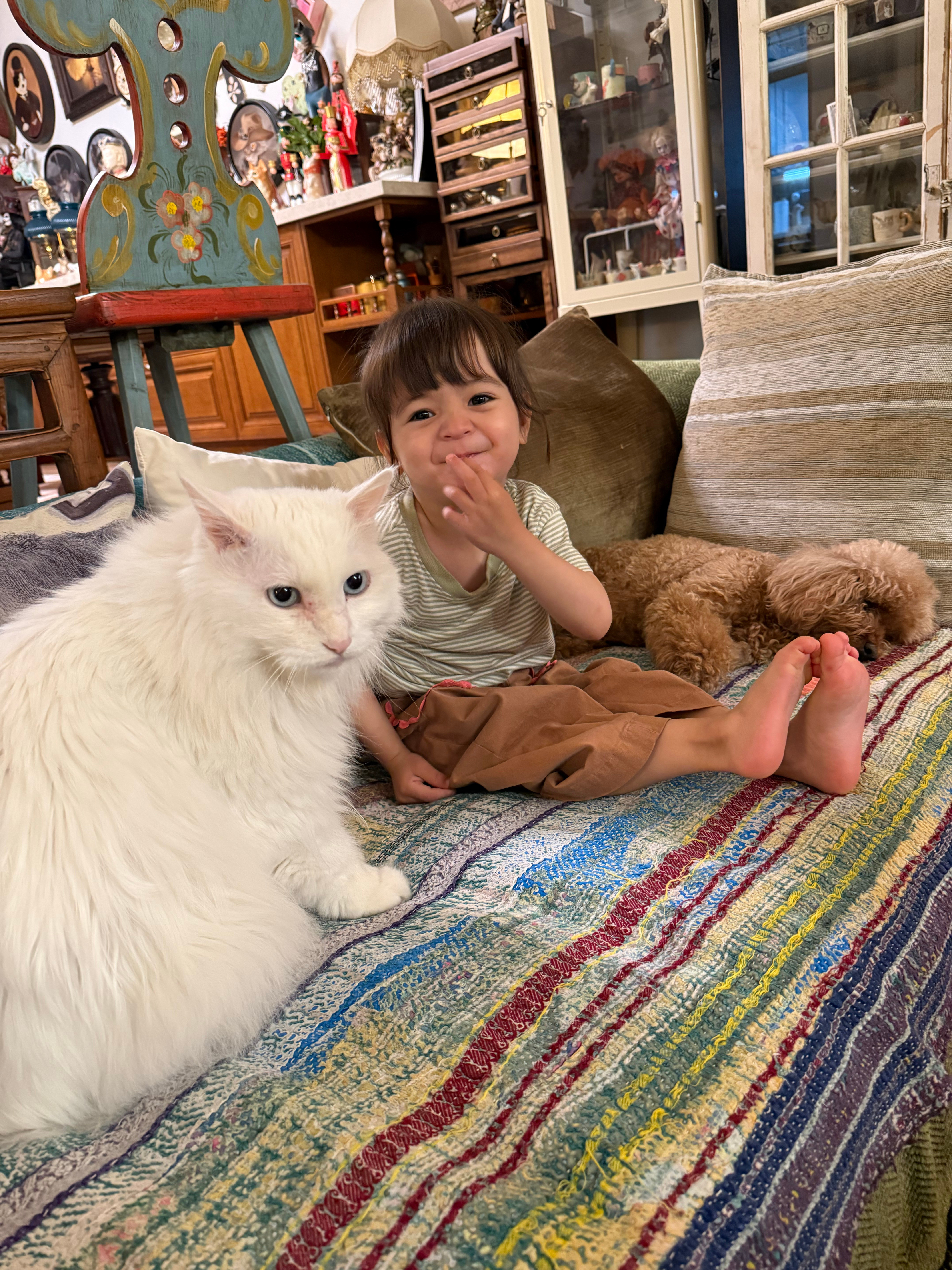 昨天来了个美国小客人，看见猫猫激动得打开小尖嗓，我家猫立马无影无踪。只有小笼镇定