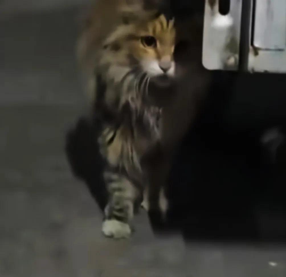 我家小猫4个月时候，我梳头发，它爬后背去抓我头发玩，被猫抓破了大小有二十几处，夜