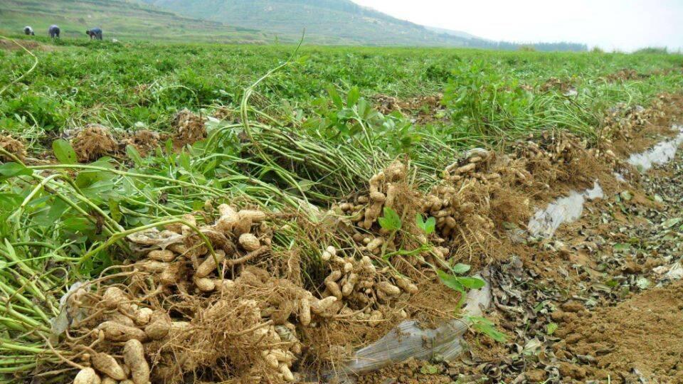 种植花生想要高产, 记住“四不要”, 否则你的花生产量很难上去