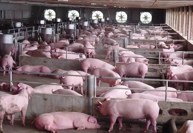 不少人都在嘀咕，猪肉怎么越吃越没味道了？中国农科院的专家给出过一个很直接的判断：