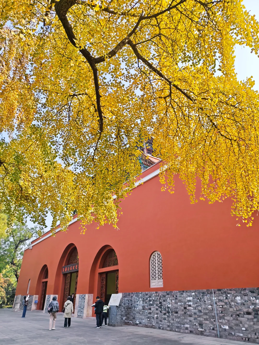 📸不是北京！南京市中心红墙银杏！人超少