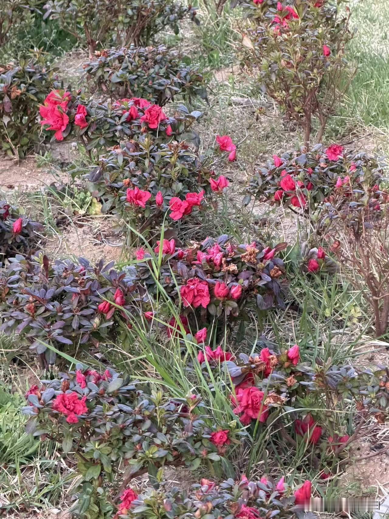鹧鸪天•花雨缤纷醉了风花雨缤纷醉了风，草坡苔径几曾空？香归尘霭云天碧，鹊起