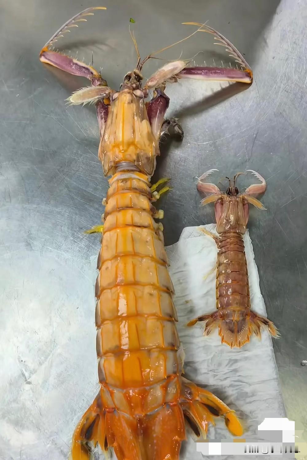 这张图能直观看出，三亚四只皮皮虾千元事件中的虾，和普通皮皮虾的差别，左边：涉
