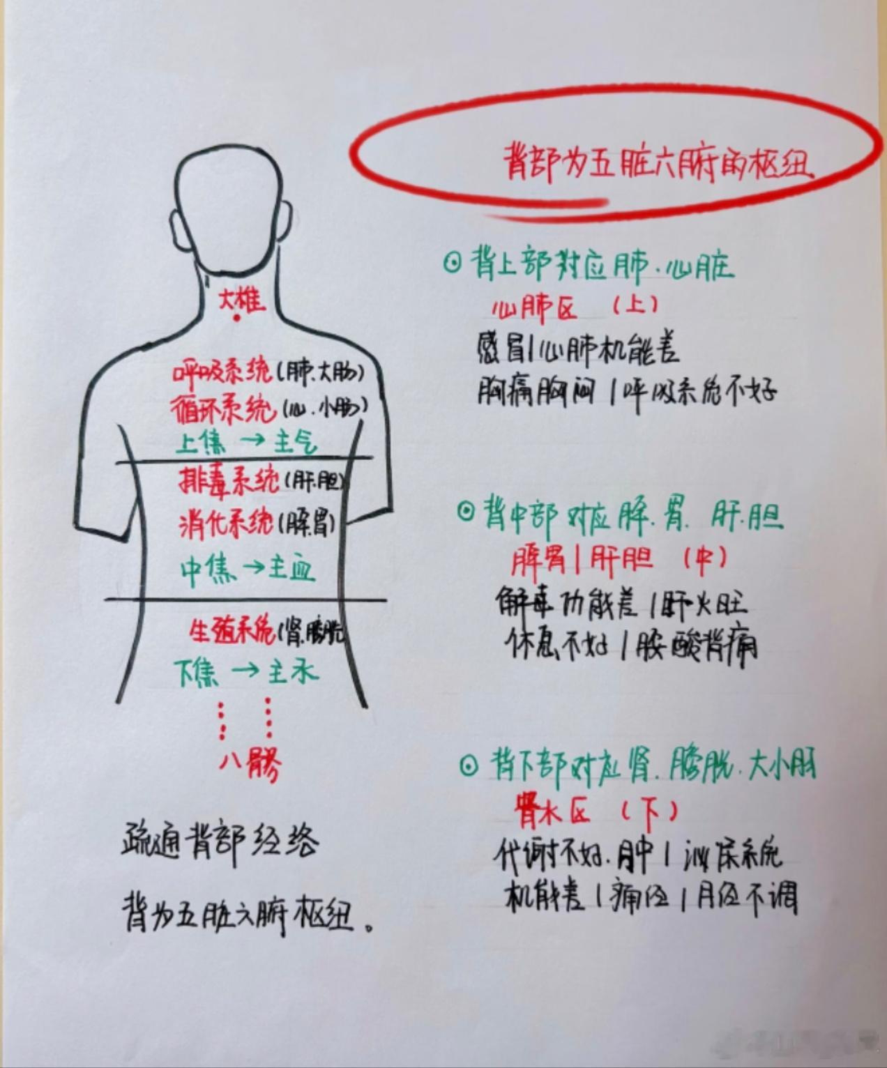 不同位置的腰背痛不同位置的腰背痛及饮食调理：找准位置，吃对食物腰背痛，很多人都经